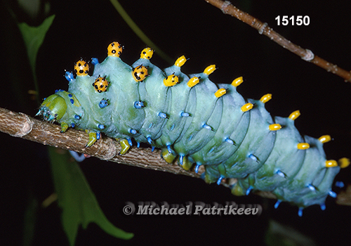 Hyalophora cecropia